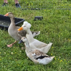 duckies 1745638316 Petting Zoo